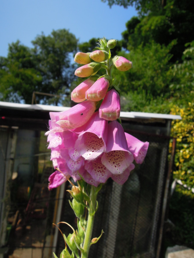 Digitalis sp.